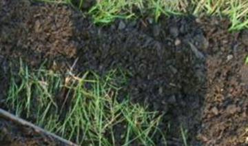 Show details for TOPDRESSING (For Lawns) Picture of TOPDRESSING (For Lawns)