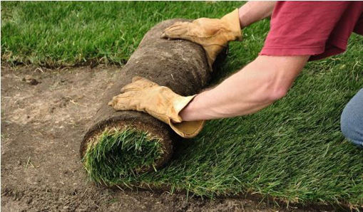 Picture of SOD - 10 SQFT - 24" X 5'