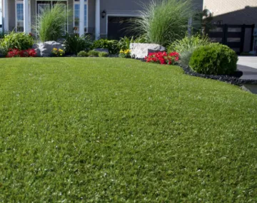 Picture of AGL SARATOGA TURF